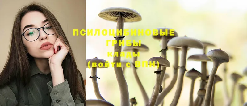 закладка  Александровск  Псилоцибиновые грибы Psilocybe 